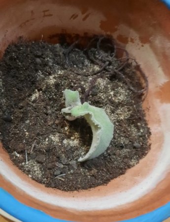 Erhaltung Kalanchoe Beharensis
