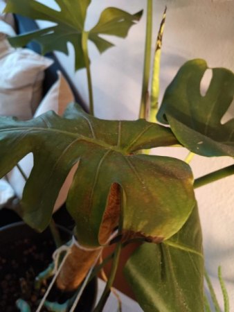 Monstera brauche dringend Hilfe