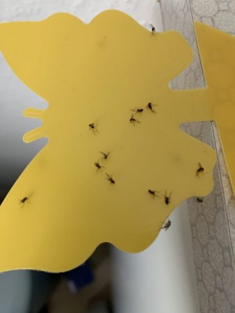 Trauermückenbefall ohne Pflanzen