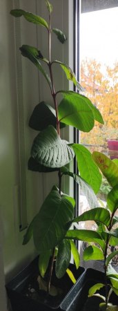 Guave (Braune Flecken)