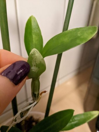 Dendrobium Schädlinge oder Pflegefehler?