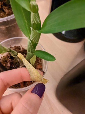 Dendrobium Schädlinge oder Pflegefehler?