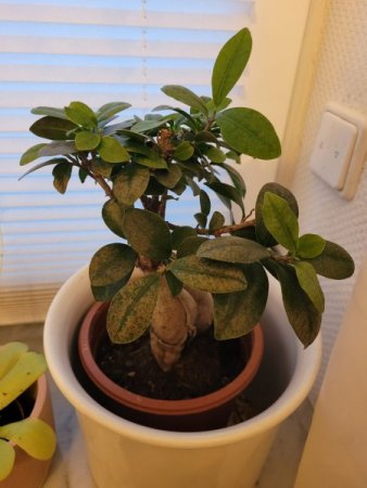 Kranker Ficus Ginseng
