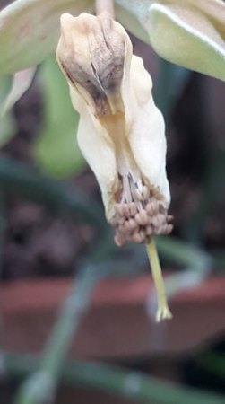 Blüte (!?)