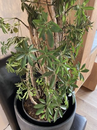 Hilfe Meine Schefflera geht ein!