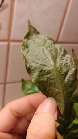 Kaffeepflanze wird plötzlich braun