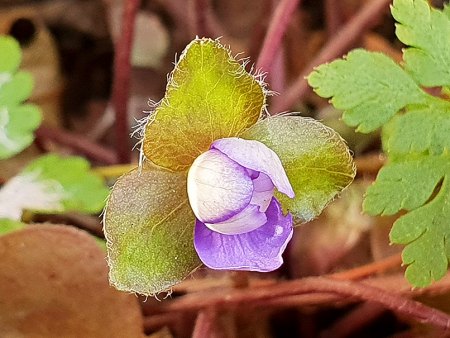 Hepatica an Neujahr 2023