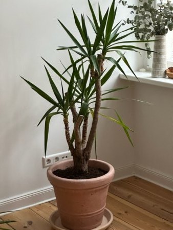 Yucca Palme bekommt gelbe Blätter
