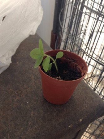 Belladonna Keimling oder nicht?