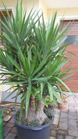 Yucca Palme bekommt gelbe Blätter