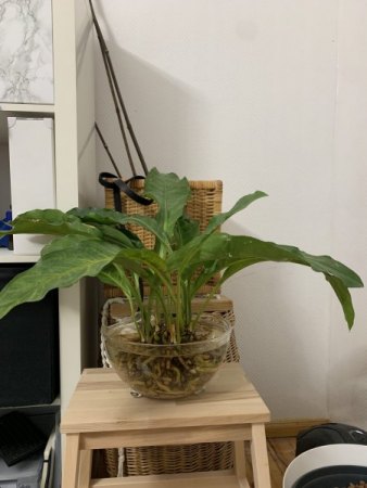 Schimmel in meiner Hydrokultur