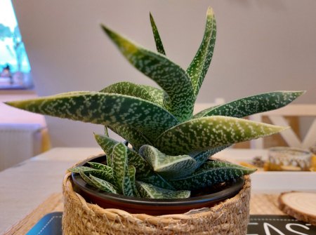 Gasteraloe immer mehr gelbe Blätter