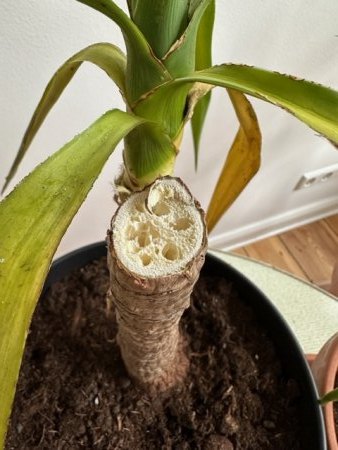 Yucca Palme bekommt gelbe Blätter · Pflanzenkrankheiten & Schädlinge
