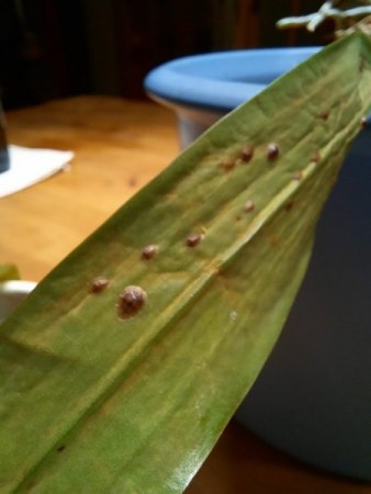 mehrere Orchideen befallen:(