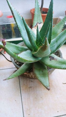 Mal wieder Aloe Vera