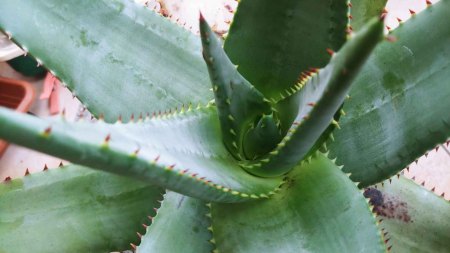 Mal wieder Aloe Vera