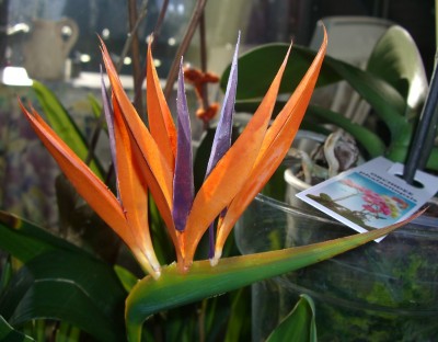 CIMG2020 - Kopie.JPG