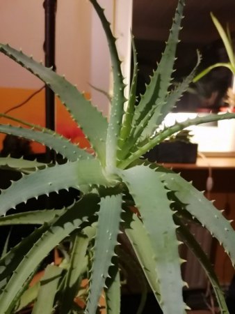 Aloe Vera? --> Aloe arborescens