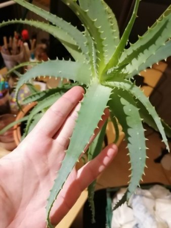 Aloe Vera? --> Aloe arborescens