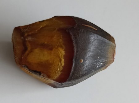 Was sind das für Samen aus Südafrika? - Pandanus utilis - Schraubenbaum