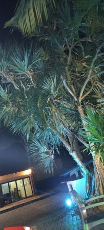 Was sind das für Samen aus Südafrika? - Pandanus utilis - Schraubenbaum