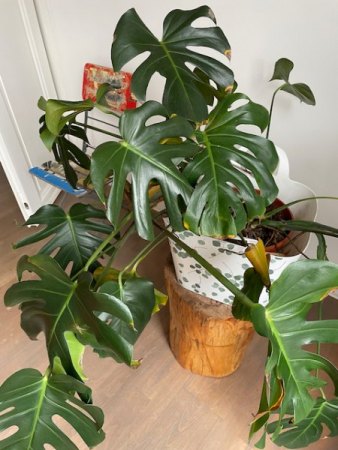 andreagasparklein@me.com