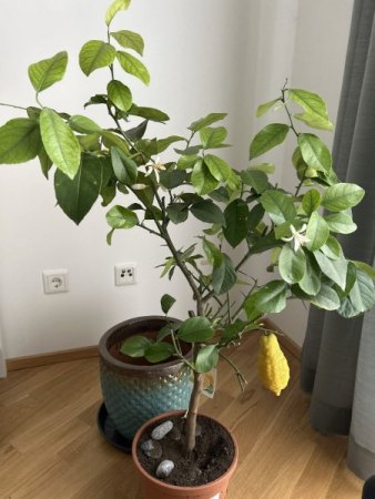 Zitronenbaum - Rinde löst sich auf