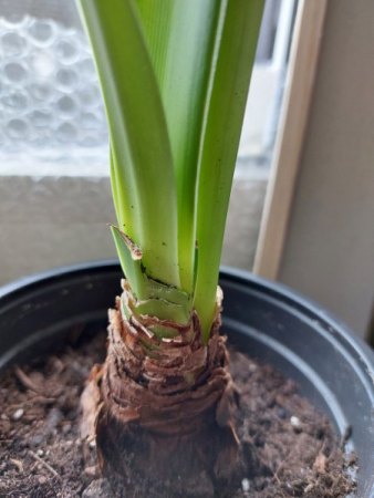 Brauche Hilfe bei Amaryllis