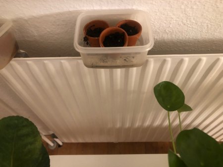 Currybaum ankeimen.