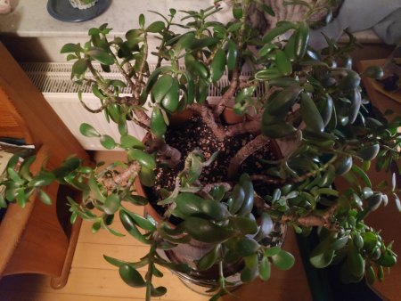 Wie Geldbaum vermehren bevor er stirbt?