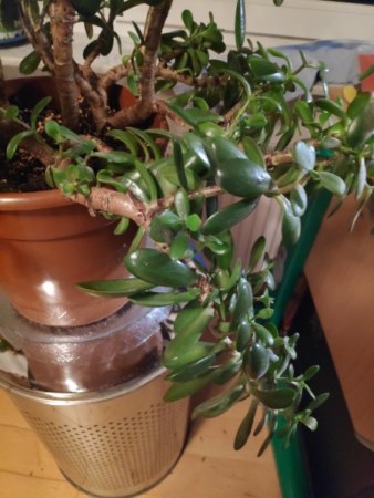 Wie Geldbaum vermehren bevor er stirbt?