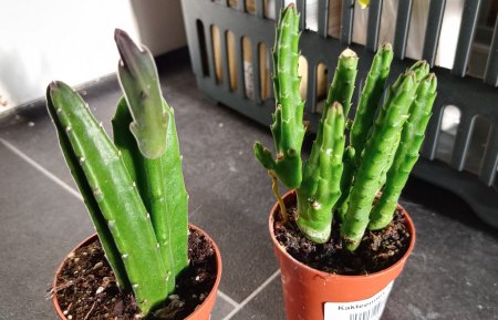 Welche "Kakteenmix" sind das?