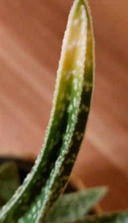 Gasteraloe immer mehr gelbe Blätter