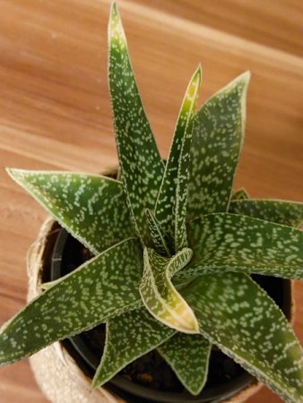 Gasteraloe immer mehr gelbe Blätter