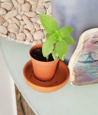 Belladonna Keimling oder nicht?
