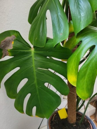 Unterschiedliche Krankheiten nach Blumenerdewechsel?