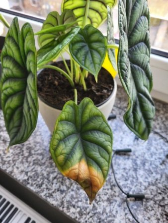 Unterschiedliche Krankheiten nach Blumenerdewechsel?