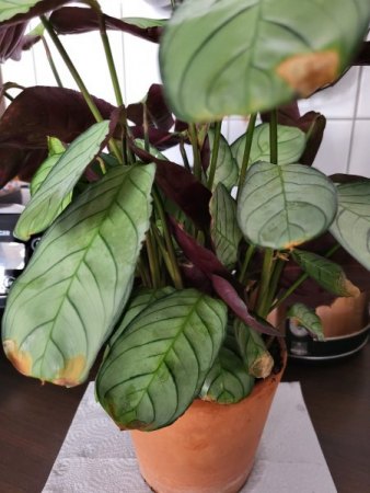 Unterschiedliche Krankheiten nach Blumenerdewechsel?
