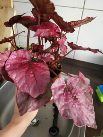 Unterschiedliche Krankheiten nach Blumenerdewechsel?