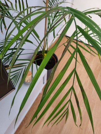 Unterschiedliche Krankheiten nach Blumenerdewechsel?