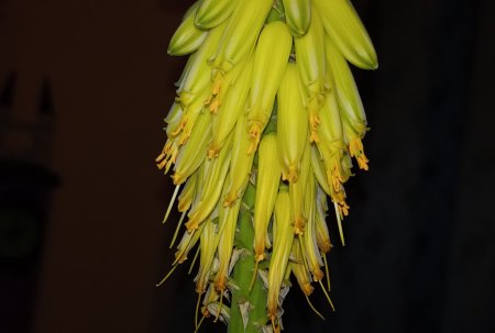 Aloe - Agave - Haworthia - II