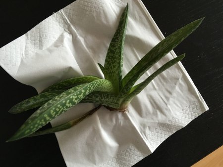 Sukkulente verfault. Bin verzweifelt