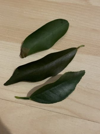 Neue Kumquat wirft Blätter und Früchte ab
