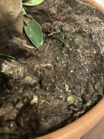 Neue Kumquat wirft Blätter und Früchte ab