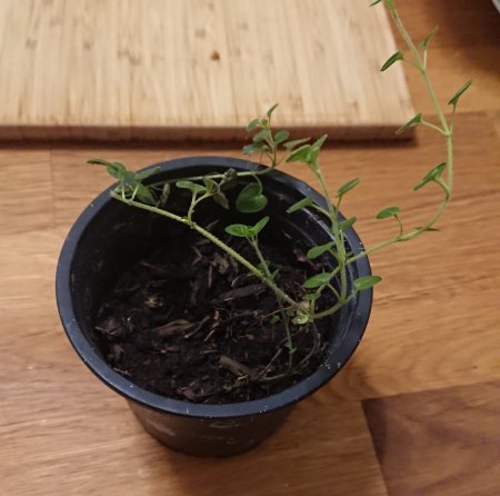 Frage zu Currykraut und Oregano Stecklingsvermehrung