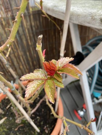 Duftrose