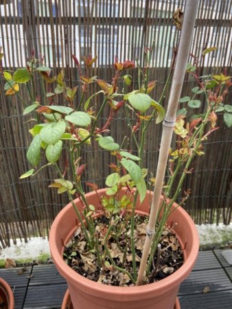 Rewe Rose 2