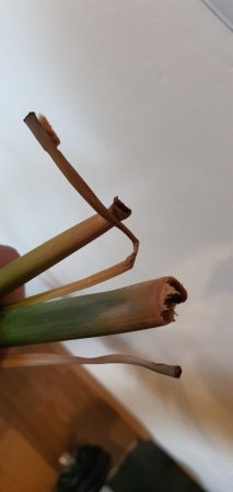 Kentia Palme - Was hat meine Palme umgebracht?