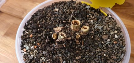 Kentia Palme - Was hat meine Palme umgebracht?