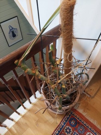 Hilfe! Ist unsere Monstera noch zu retten?